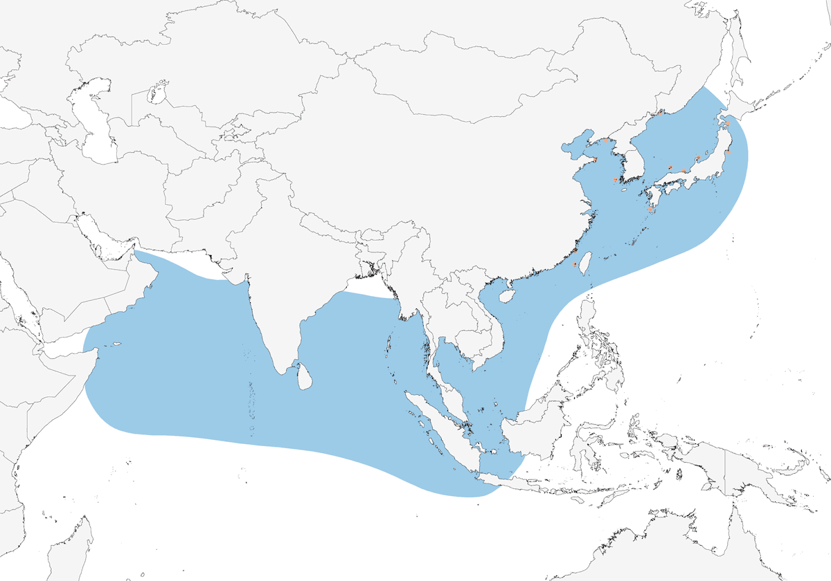 Swinhoe's Storm-Petrel, Distribution 1