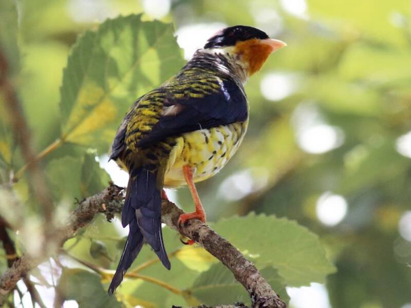 Cotinga hirondelle