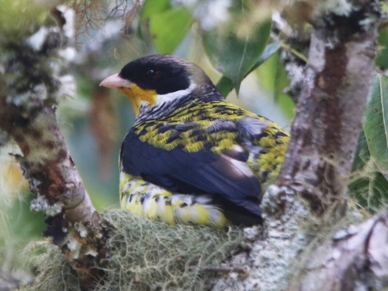Cotinga hirondelle, Photos 2