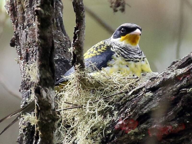 Cotinga hirondelle, Photos 4