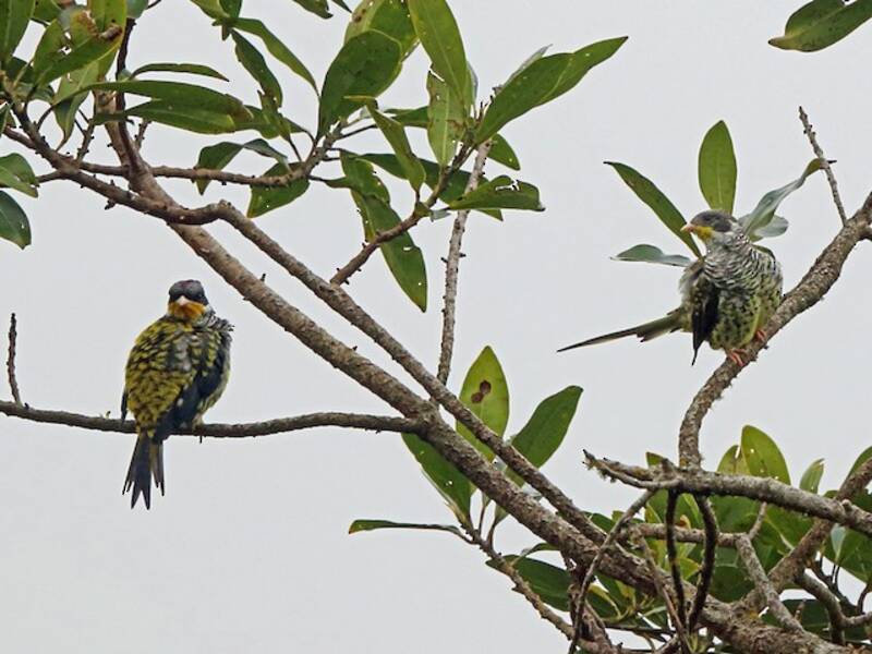 Cotinga hirondelle, Photos 3