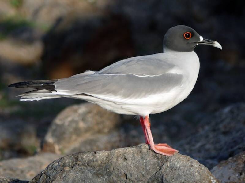 Swallow-tailed Gull, 照片 4