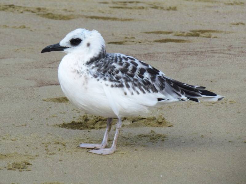Swallow-tailed Gull, 照片 2