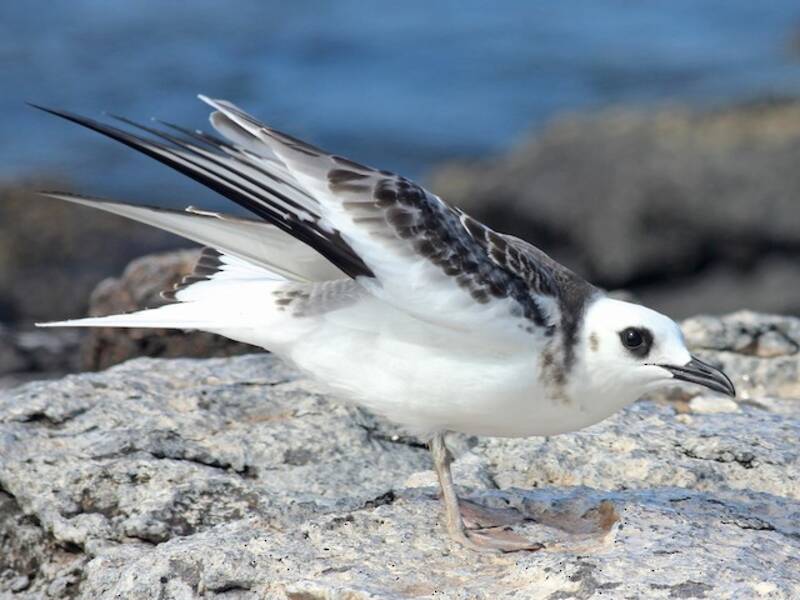 Swallow-tailed Gull, 照片 3
