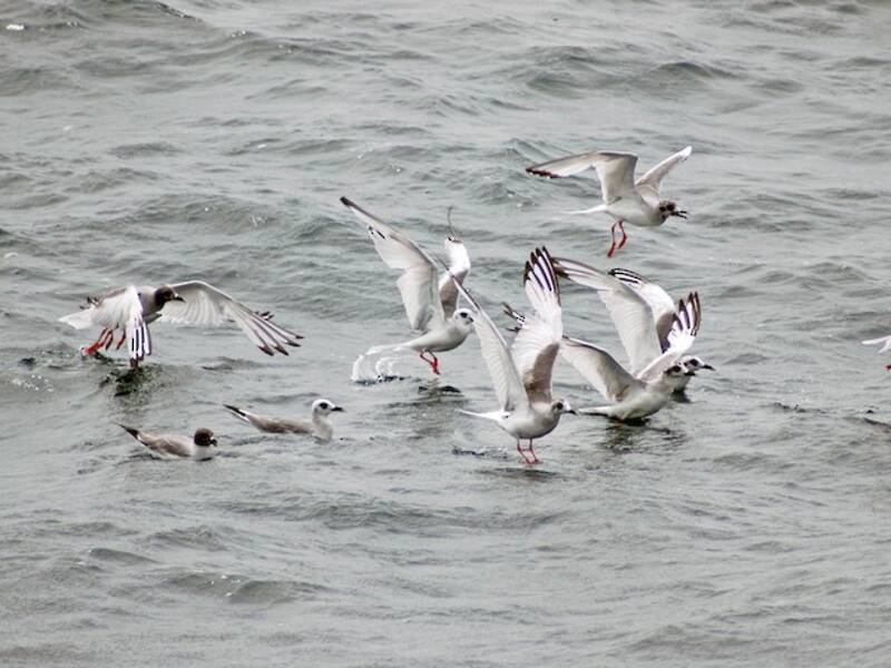 Swallow-tailed Gull