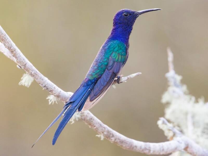 Colibri hirondelle, Photos 4