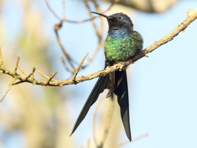 Colibri hirondelle, Photos 3