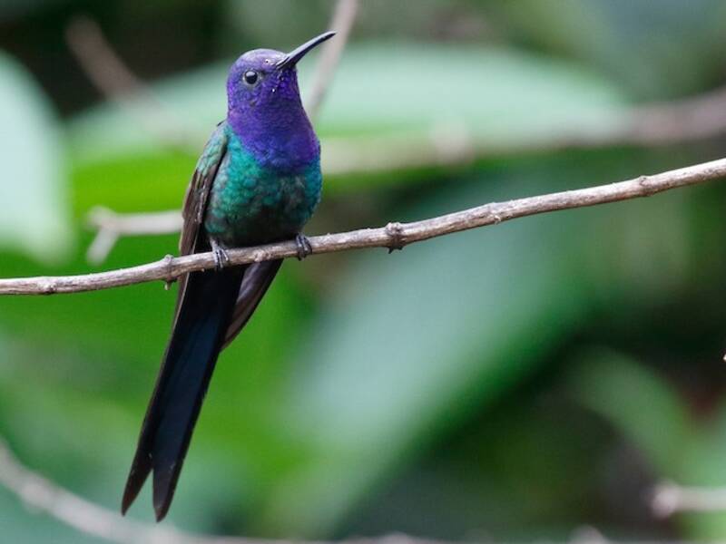 Colibri hirondelle, Photos 2