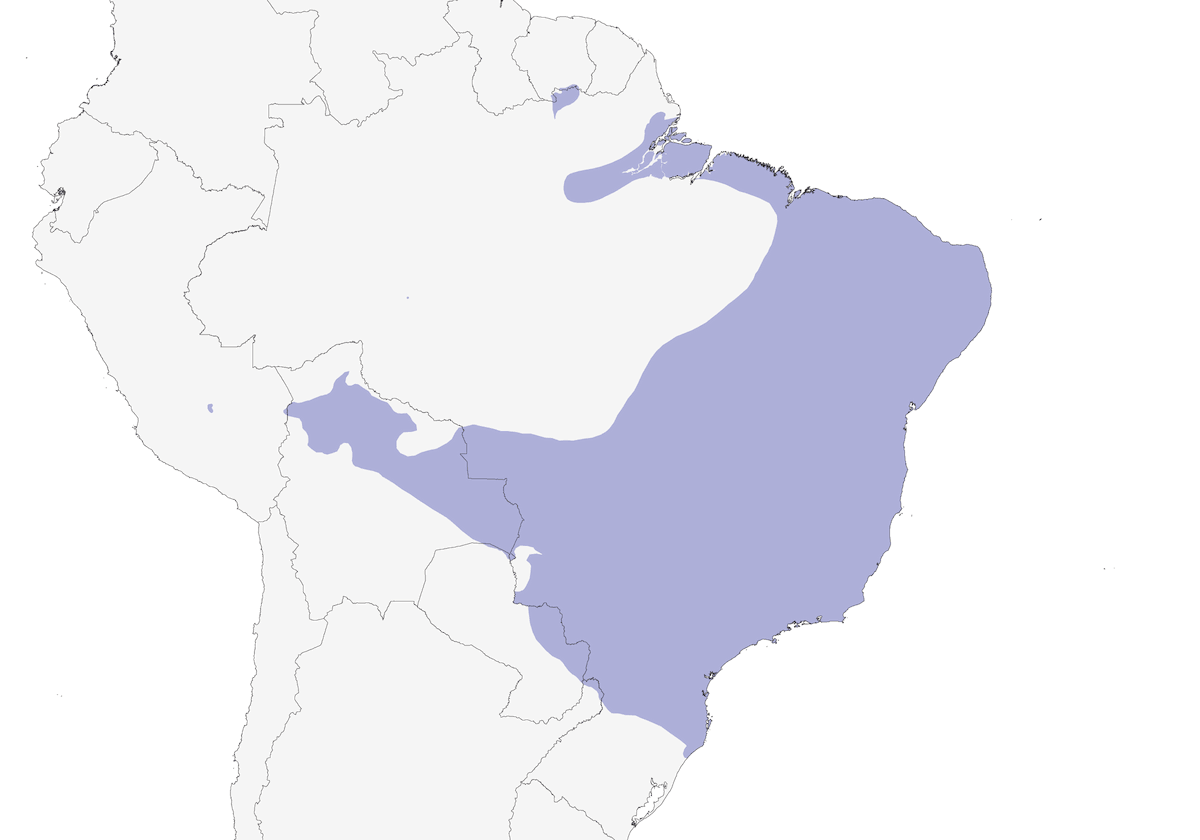 Colibri hirondelle, Distribution 1