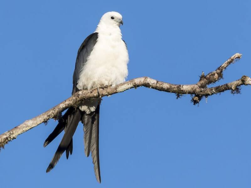 Swallow-tailed Kite, 照片 2