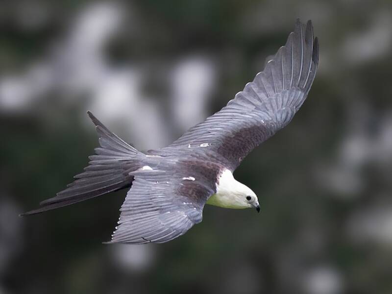 Swallow-tailed Kite, 照片 4