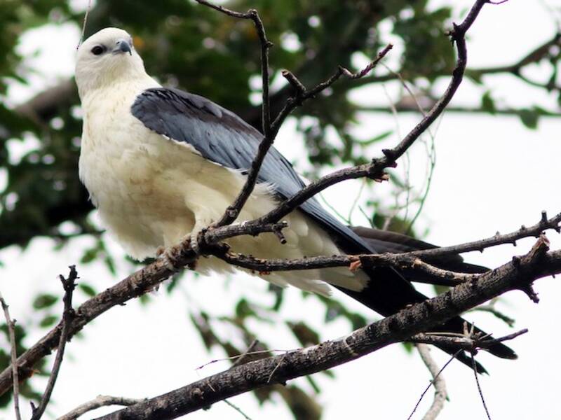 Swallow-tailed Kite, 照片 3