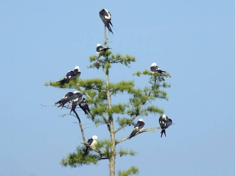 Swallow-tailed Kite - Elanoides forficatus