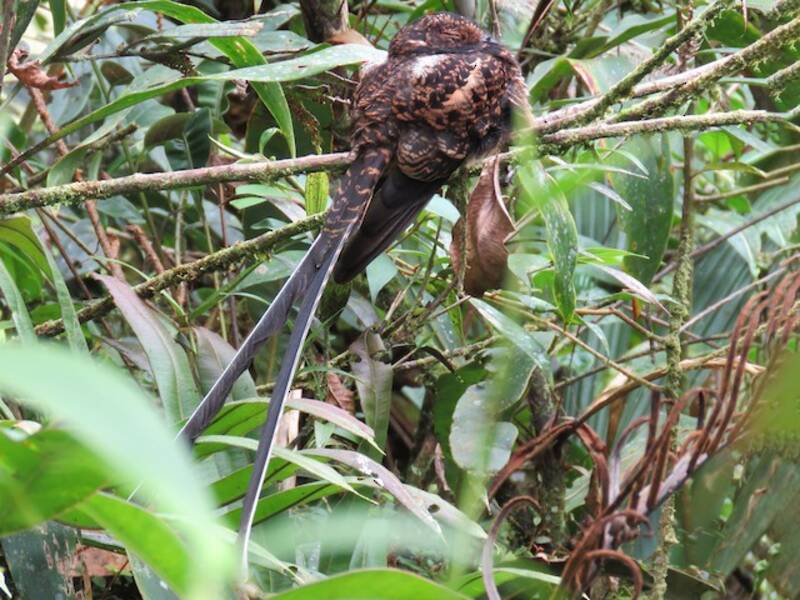 Swallow-tailed Nightjar, Photos 4