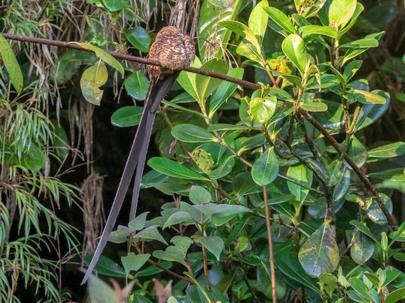 Swallow-tailed Nightjar, Photos 2