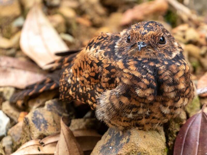 Swallow-tailed Nightjar, Photos 3