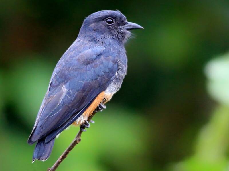 Swallow-winged Puffbird, Photos 2