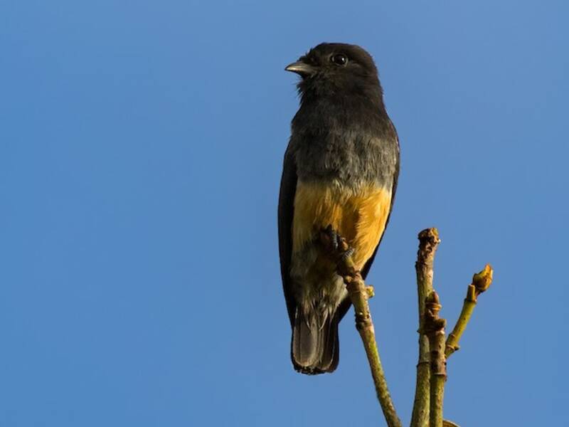 Swallow-winged Puffbird, Photos 4