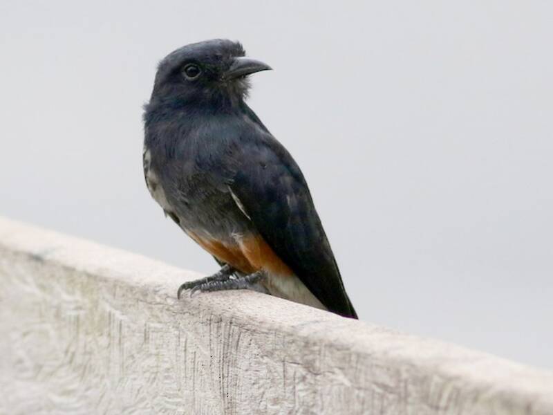 Swallow-winged Puffbird, Photos 3