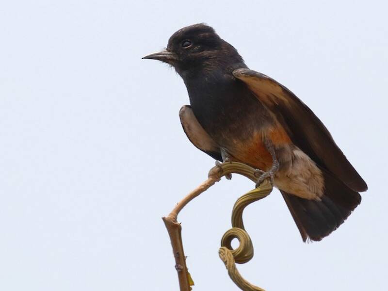Buco Golondrina