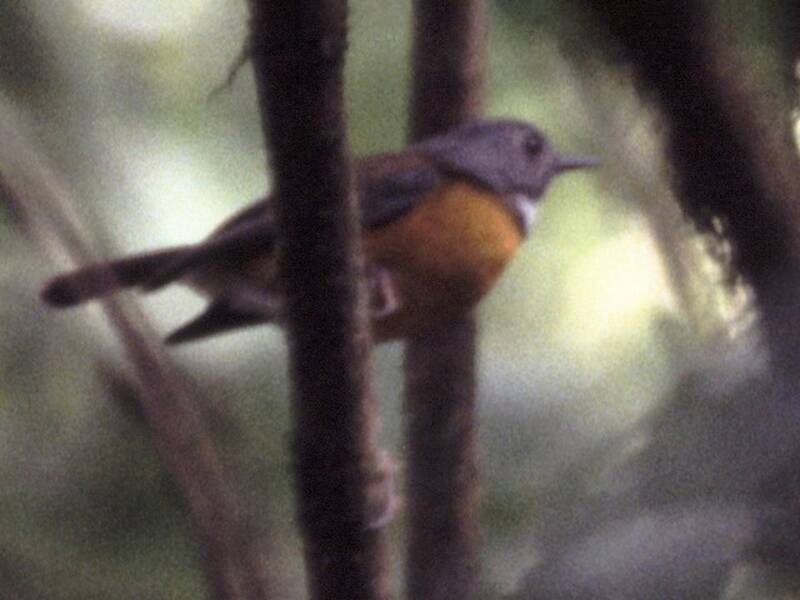 Swynnerton's Robin (Swynnertonia swynnertoni)