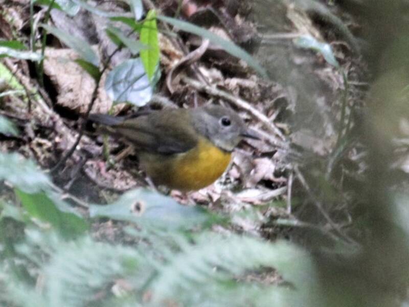 Rougegorge de Swynnerton, Photos 2