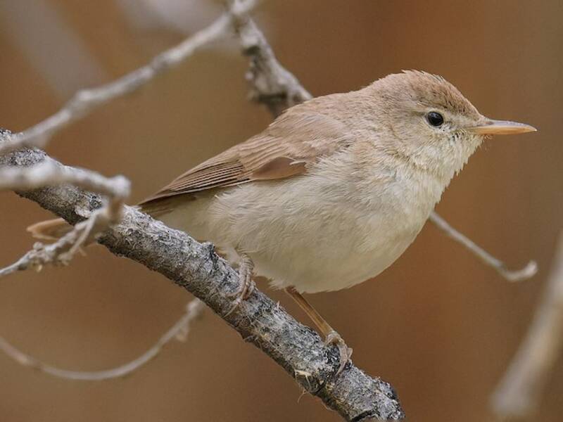 Mosquitero de Sykes, Fotos 4