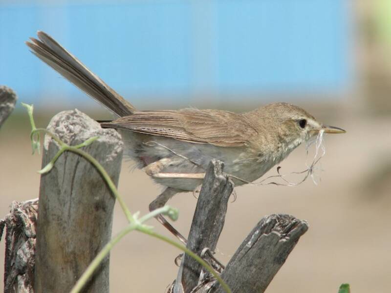 Mosquitero de Sykes, Fotos 2