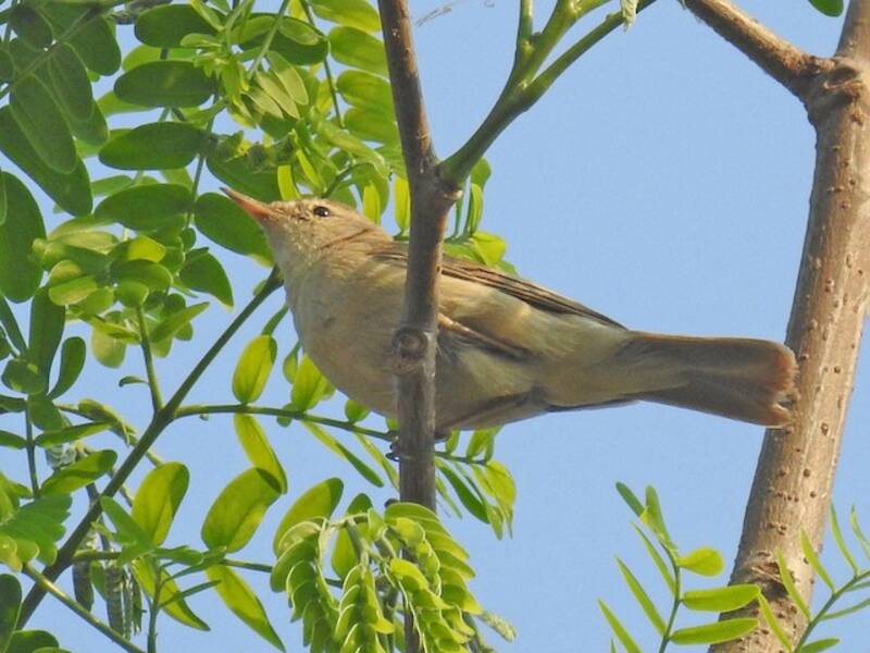 Mosquitero de Sykes, Fotos 3