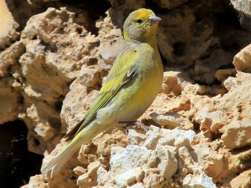 Verzellino di Siria, Foto 3