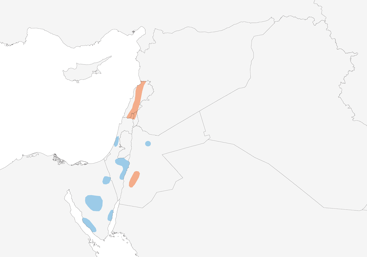 Verzellino di Siria, Distribuzione 1