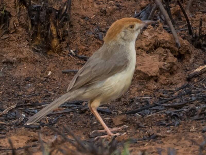 Cisticola di Tabora