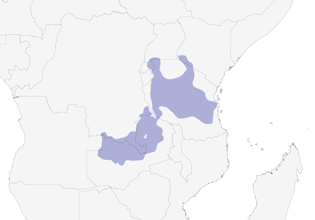Cistícola de Tabora, Distribución 1