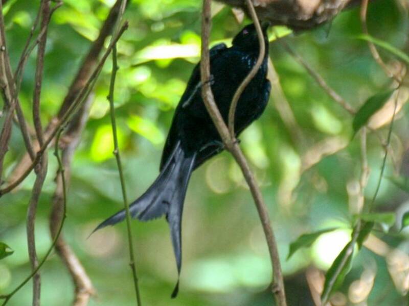 Drongo de Tablas