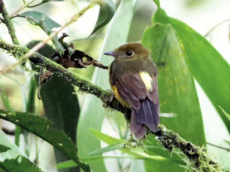Mosquero Pechicanela