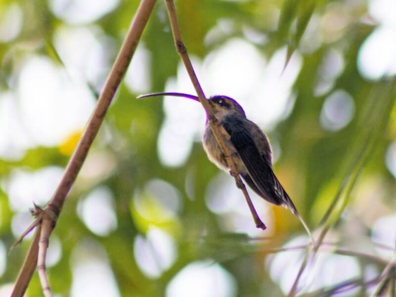 Tawny-bellied Hermit