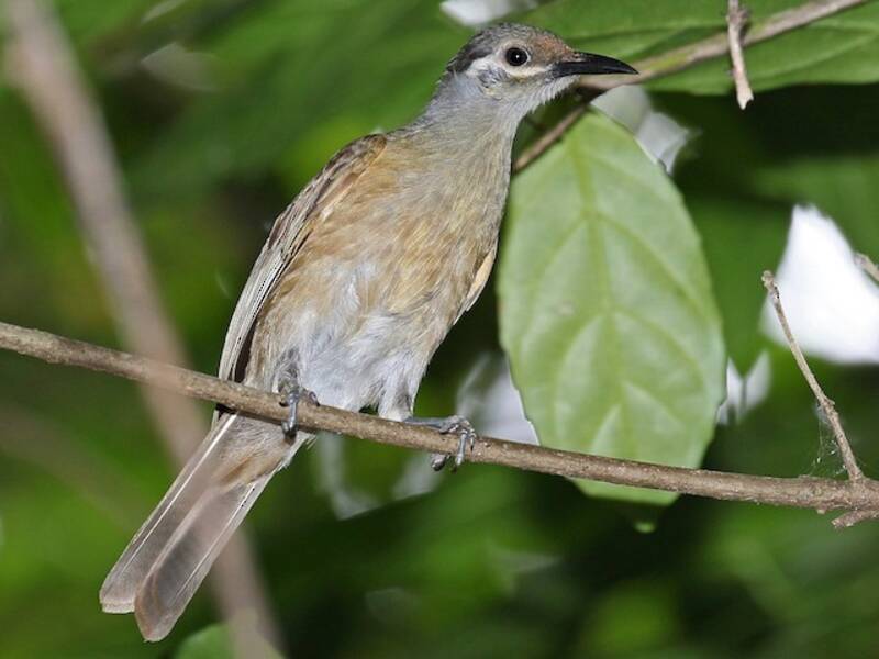 Tawny-breasted Honeyeater, Photos 4
