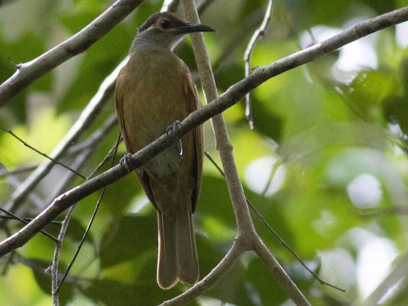 Tawny-breasted Honeyeater, Photos 3