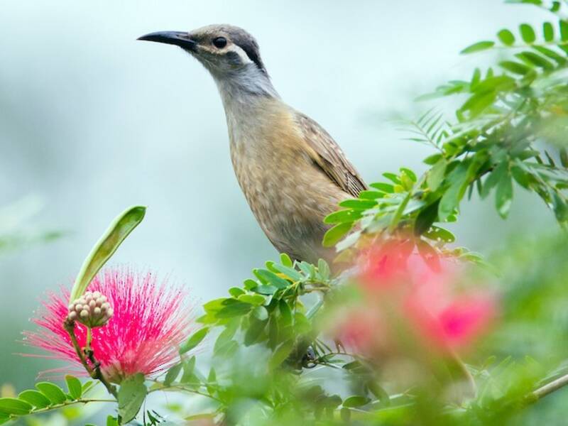 Tawny-breasted Honeyeater, Photos 2