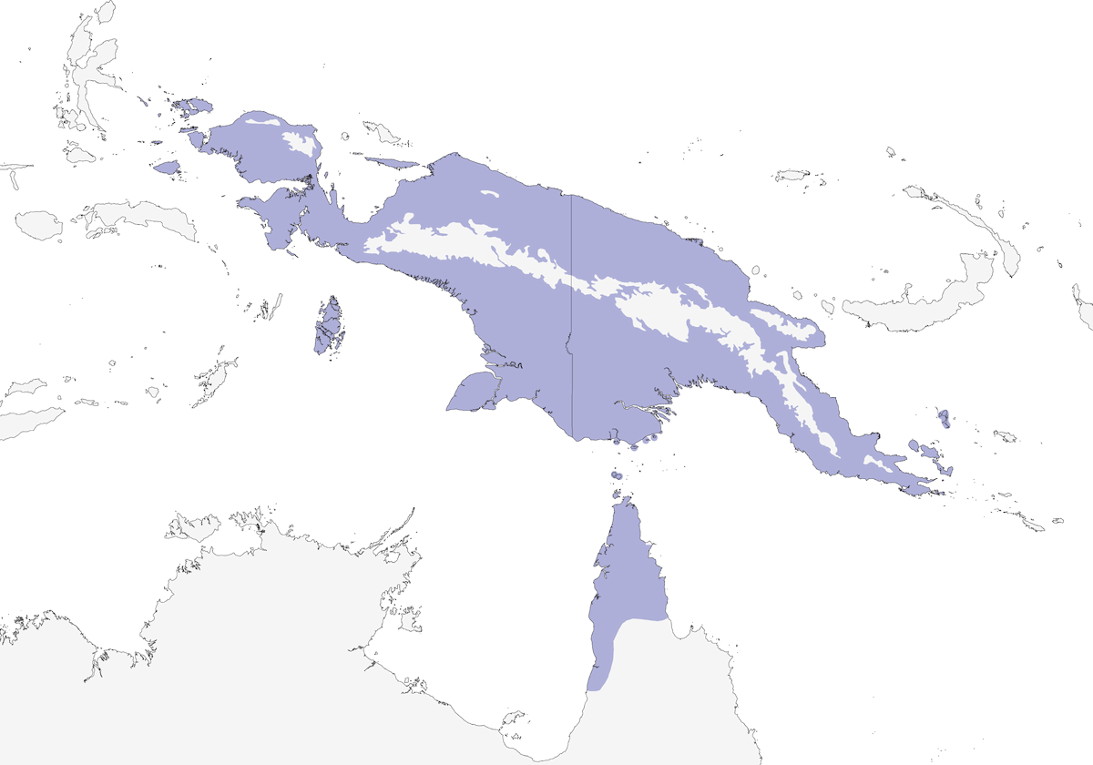 Tawny-breasted Honeyeater, Distribution 1