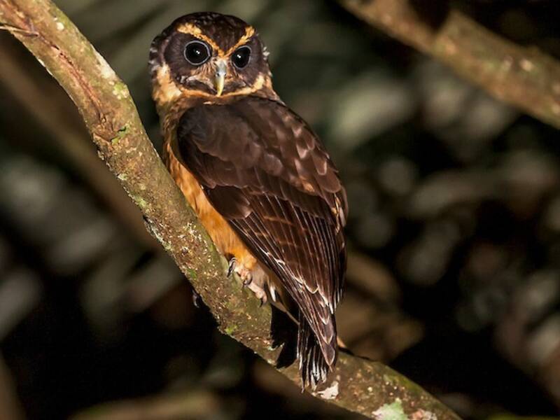 Tawny-browed Owl