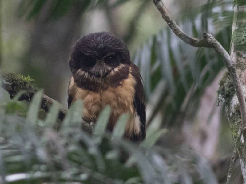 Tawny-browed Owl, 照片 2