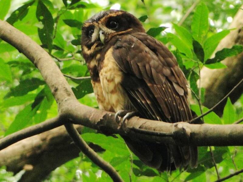 Tawny-browed Owl, 照片 3