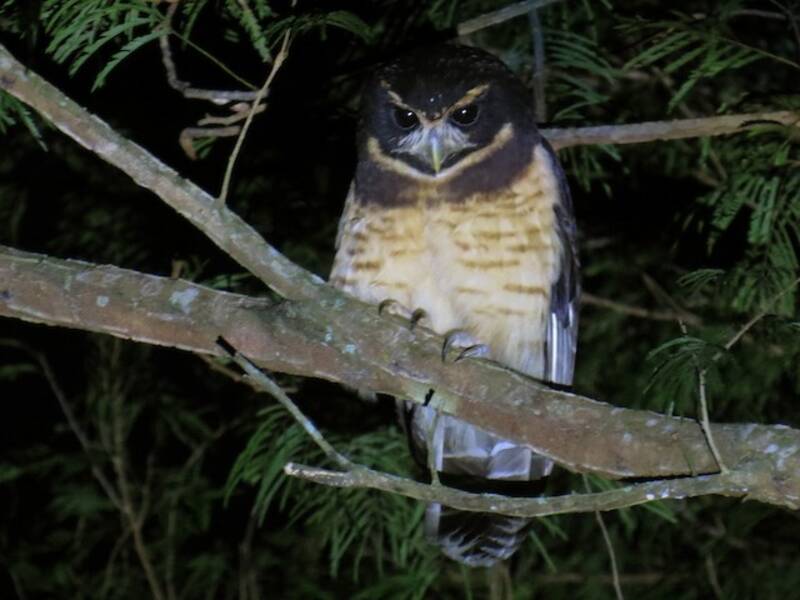 Tawny-browed Owl, 照片 4