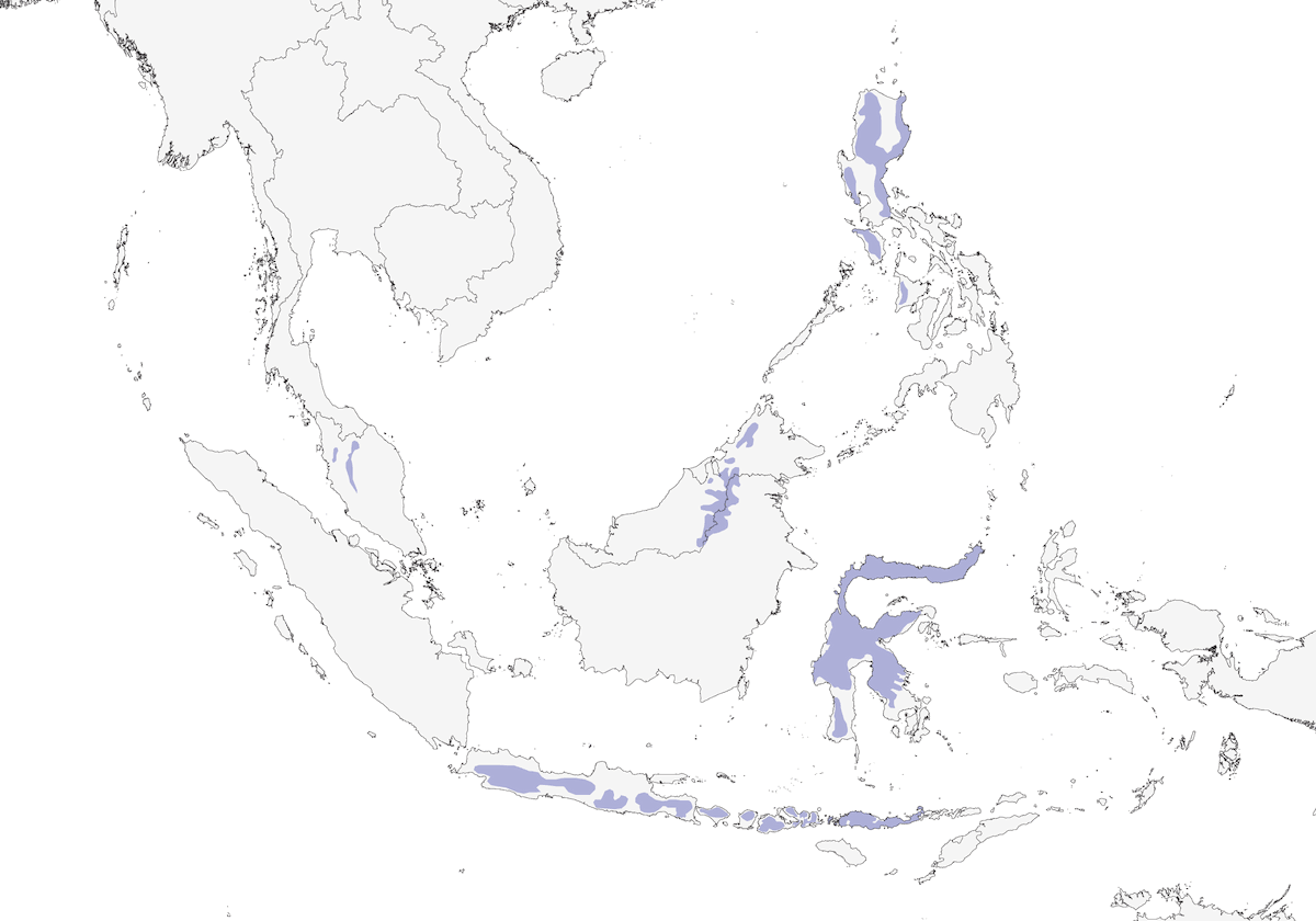 Eritrura pettofulvo, Distribuzione 1
