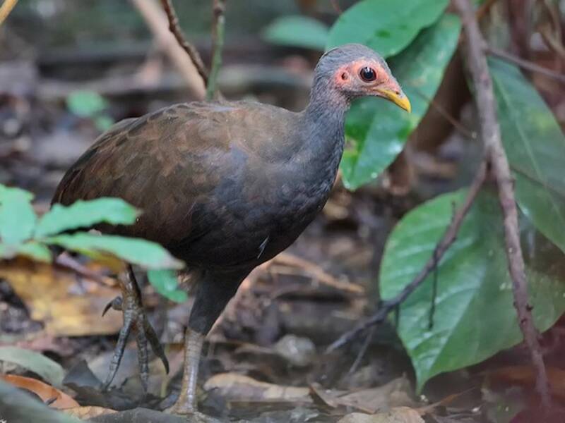 Megápodo filipino, Fotos 4