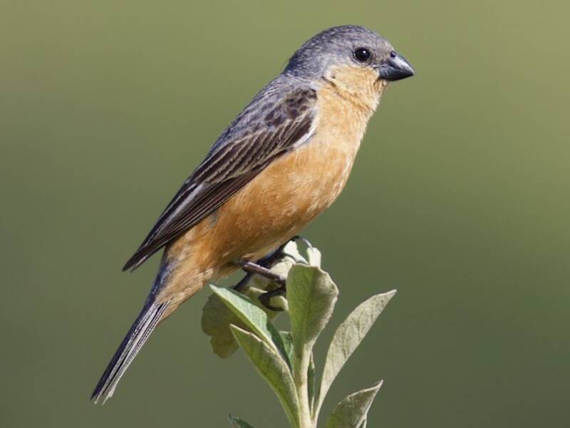 Tawny-bellied Seedeater, 照片 2