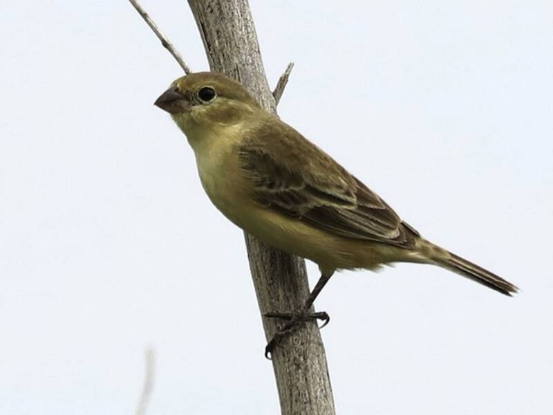 Tawny-bellied Seedeater, 照片 3