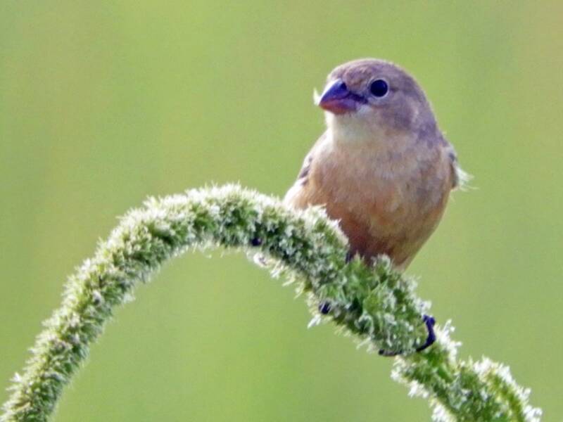 Tawny-bellied Seedeater, 照片 4