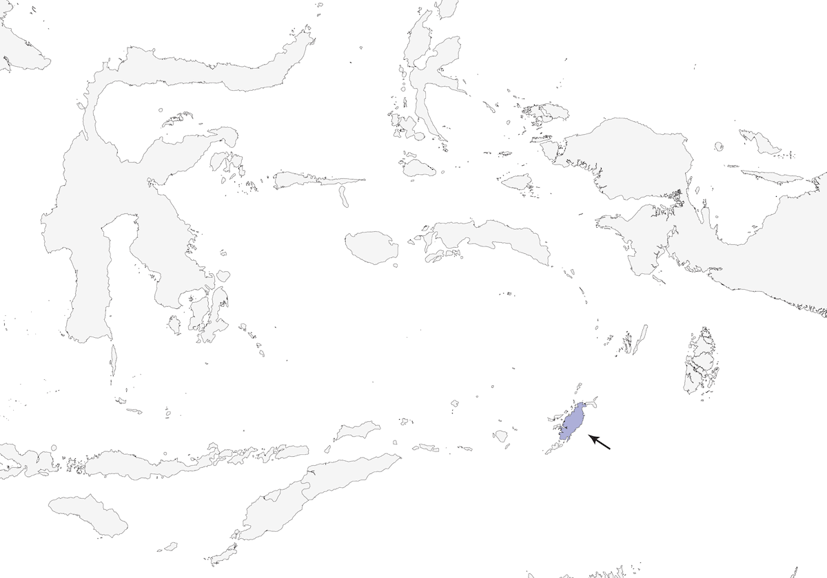 Usignolo di macchia di Tanimbar, Distribuzione 1